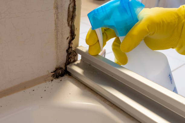 Best Commercial Mold Remediation in New Martinsville, WV